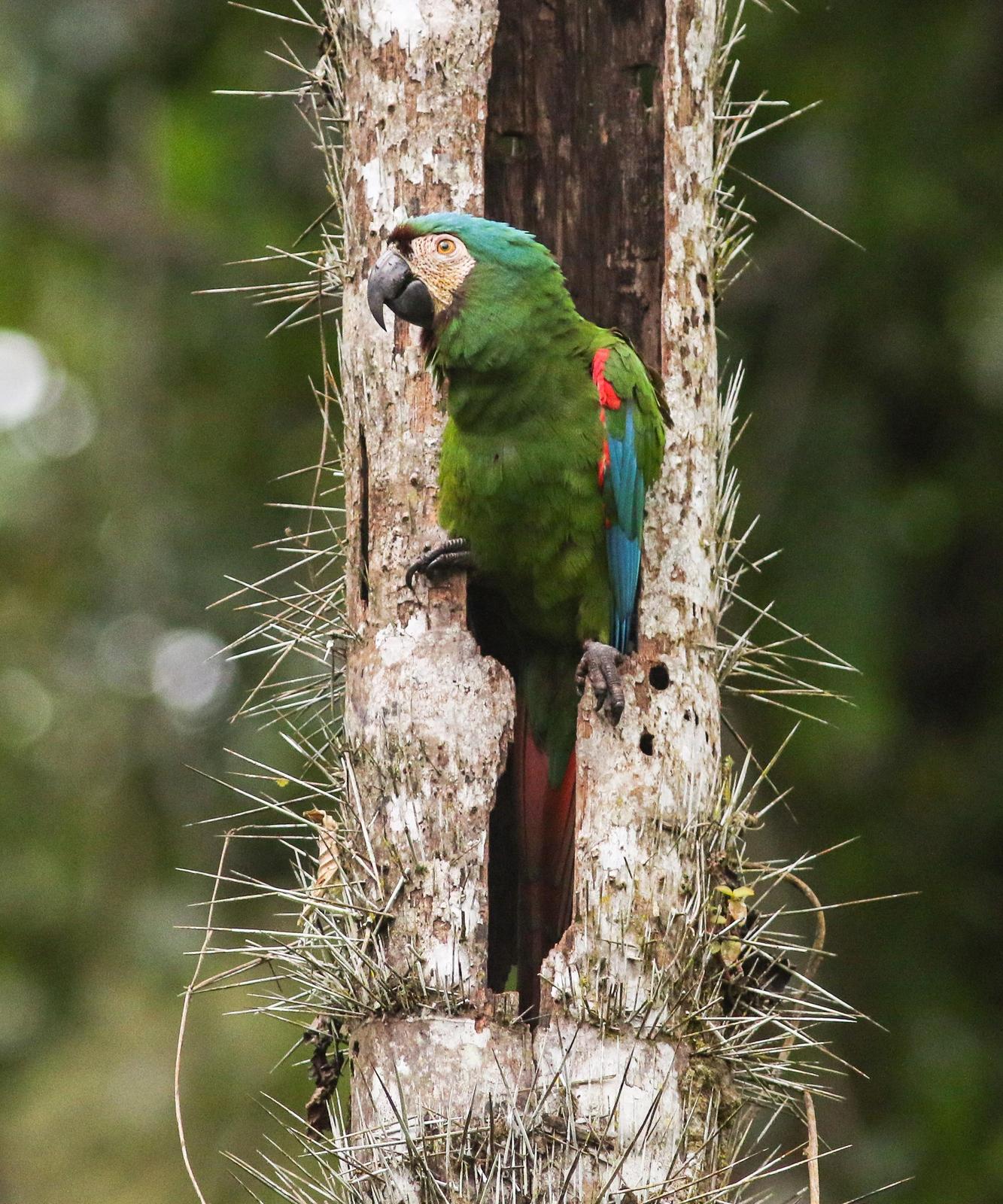 Chestnut-fronted Macaw Photo by Leonardo Garrigues