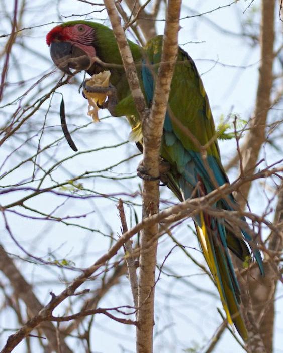 Military Macaw Photo by Matthew Brady