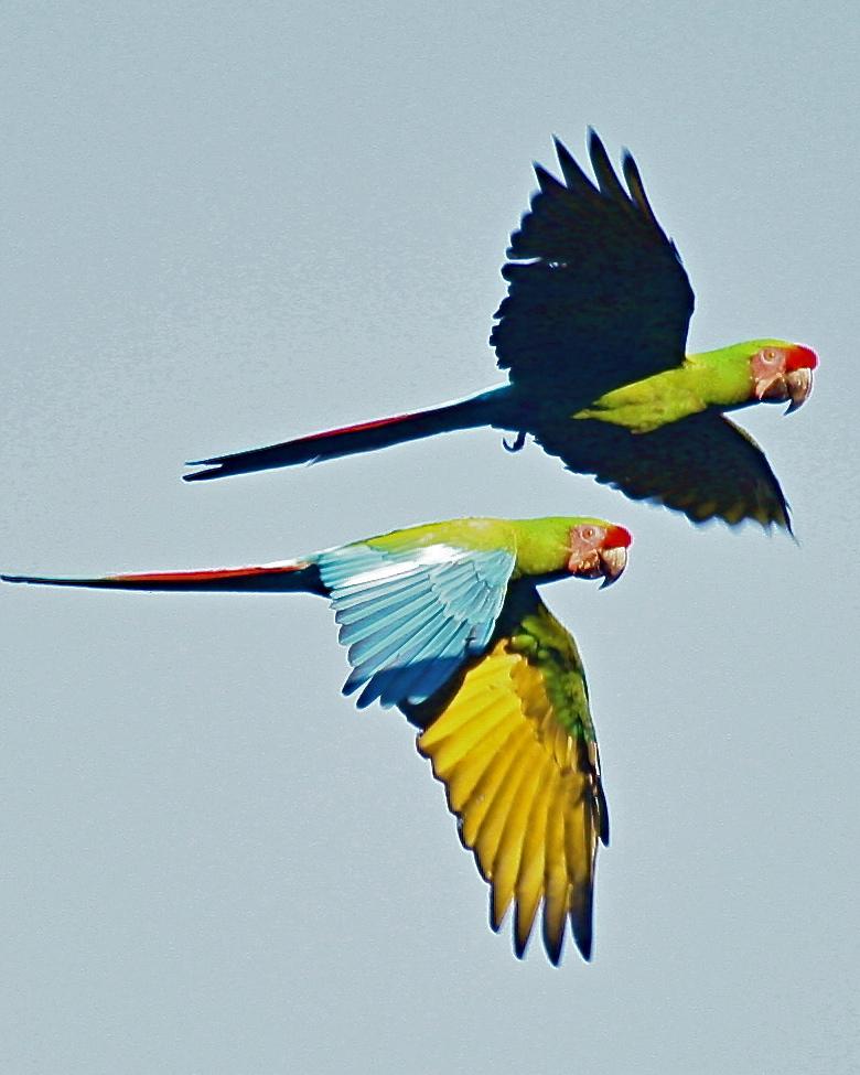Military Macaw Photo by Michael L. P. Retter