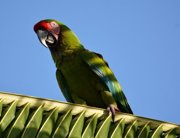 Military Macaw Photo by Gustavo Fernandez