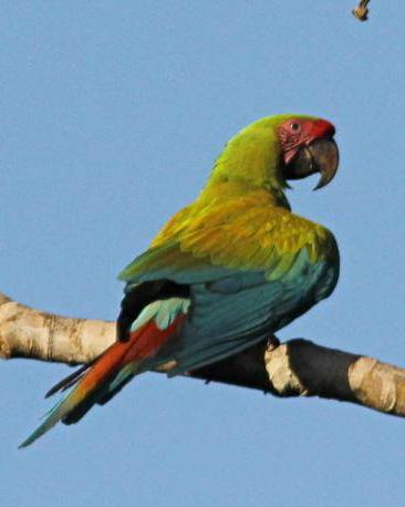 Great Green Macaw Photo by Michael L. P. Retter
