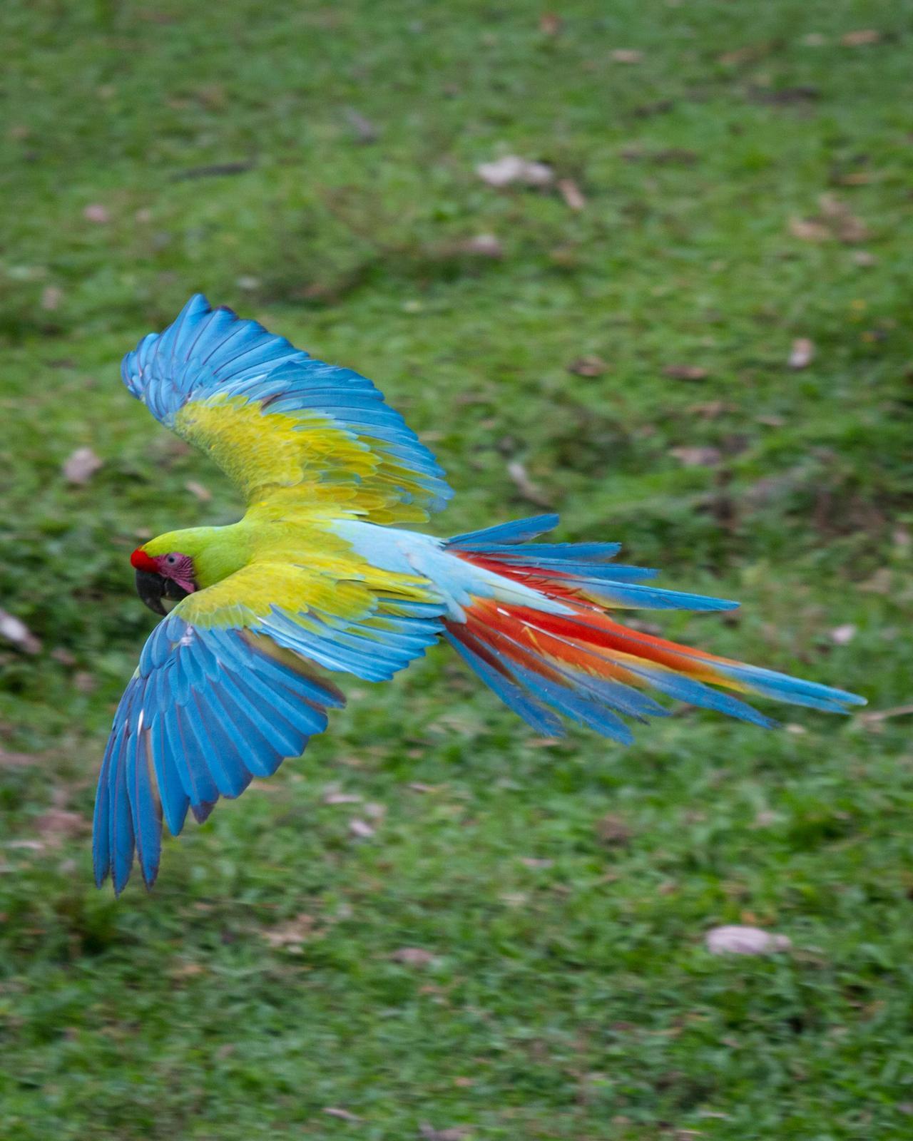 Great Green Macaw Photo by Robert Lewis