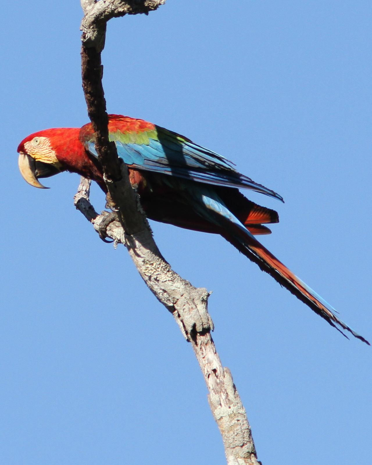 Red-and-green Macaw Photo by Marcelo Padua