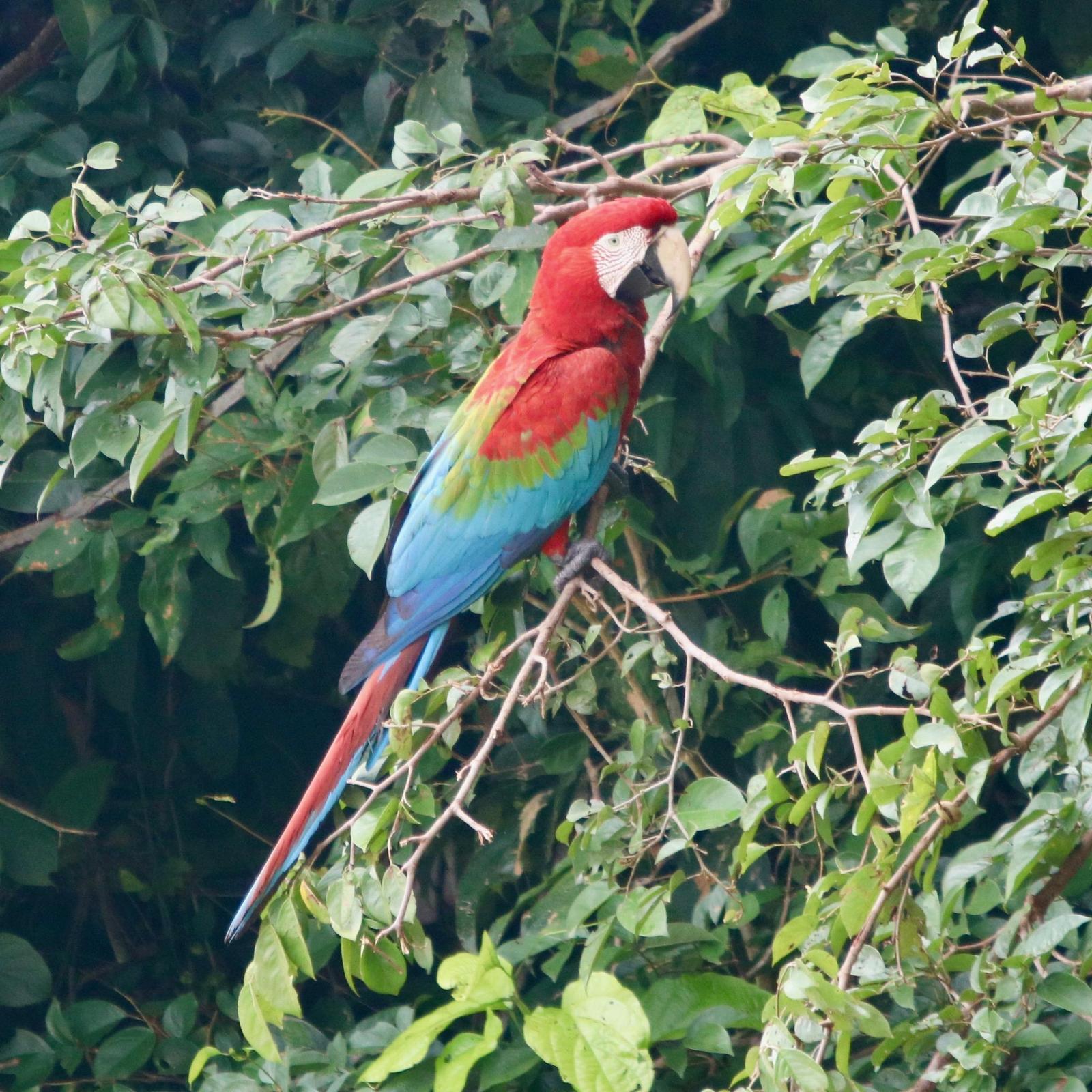 Red-and-green Macaw Photo by Daniel Sloan