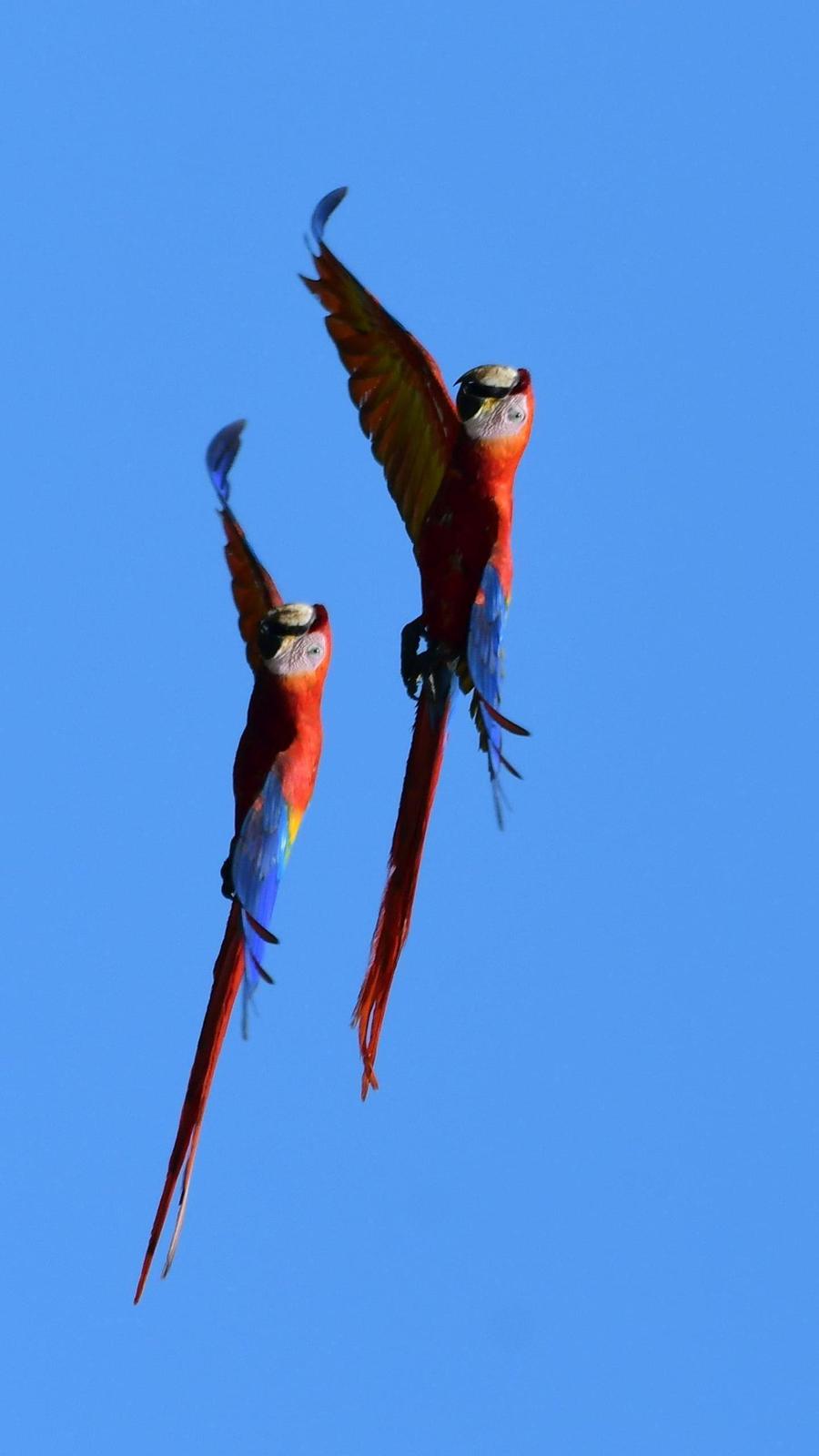 Scarlet Macaw Photo by James Bozeman