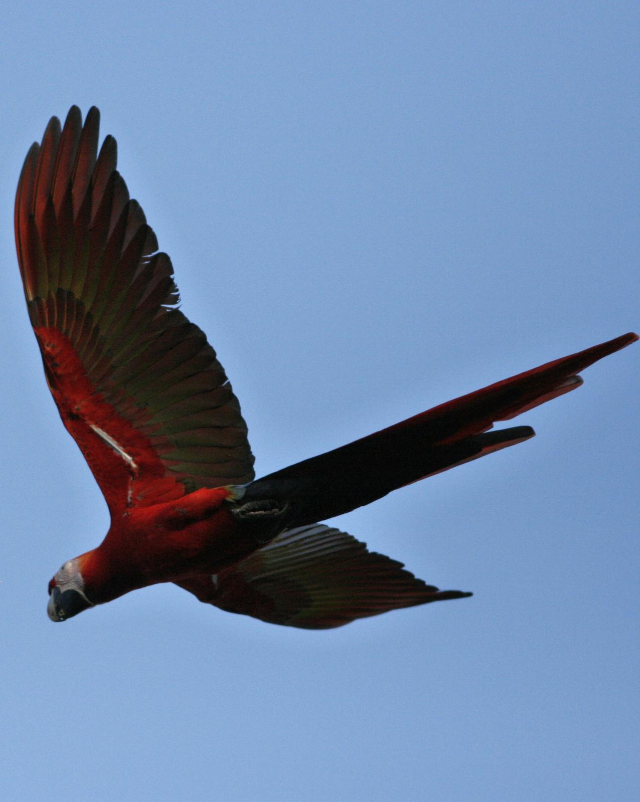 Scarlet Macaw Photo by Oscar Johnson