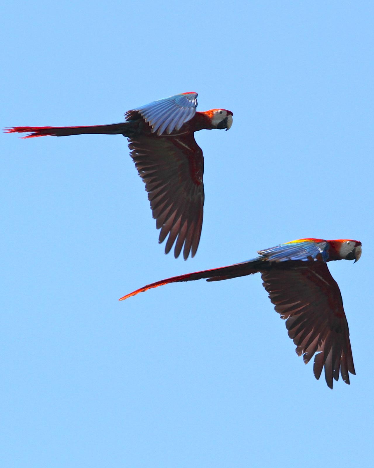 Scarlet Macaw Photo by Marcelo Padua