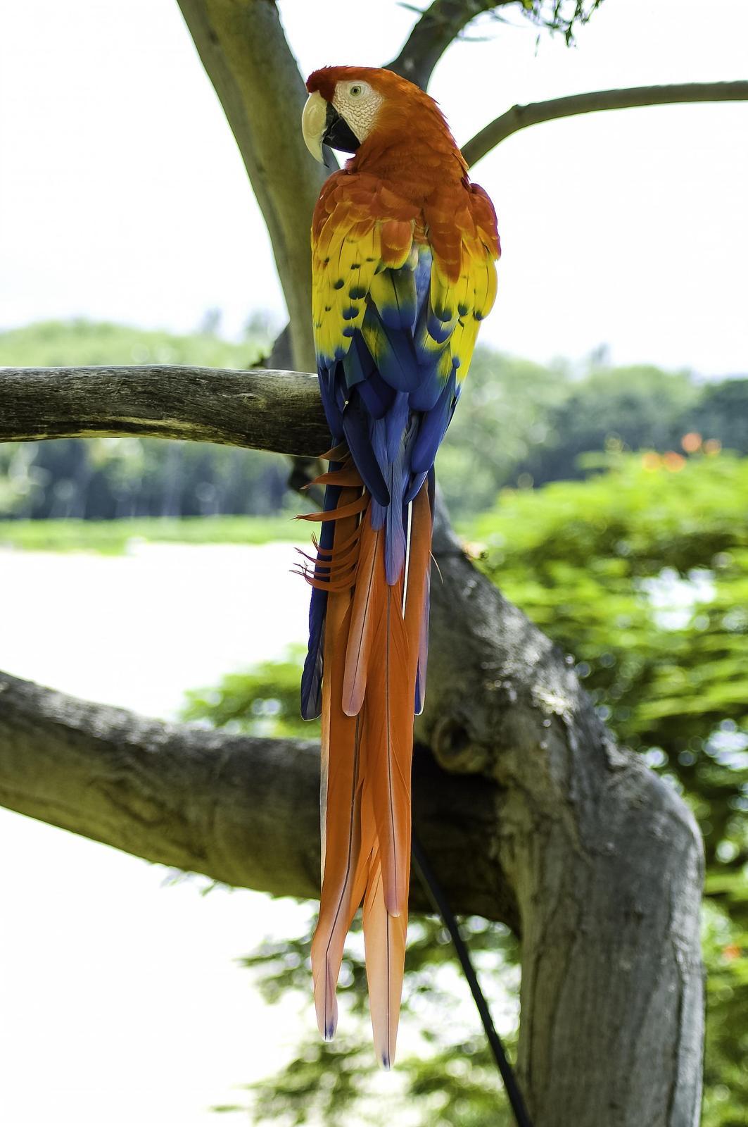 Scarlet Macaw Photo by Mason Rose