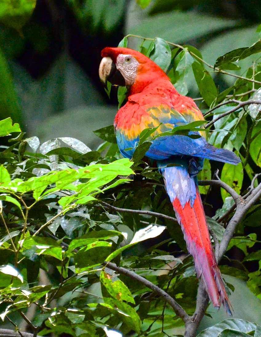 Scarlet Macaw Photo by Andrew Pittman
