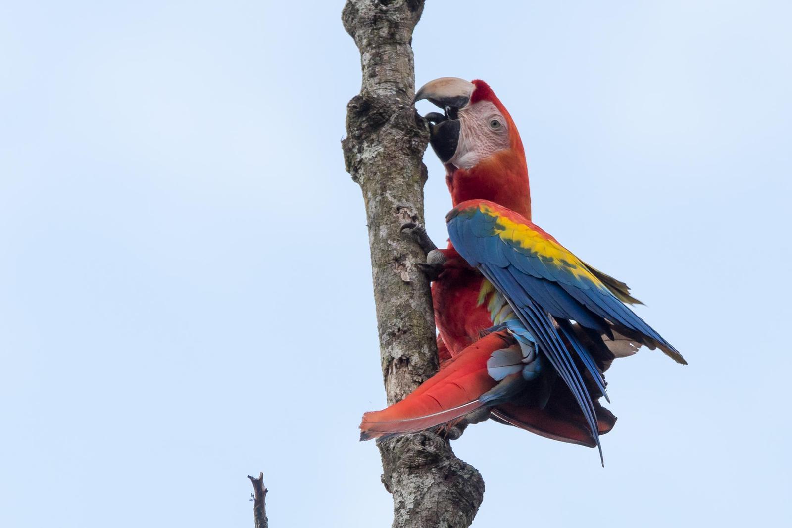 Scarlet Macaw Photo by Gerald Hoekstra
