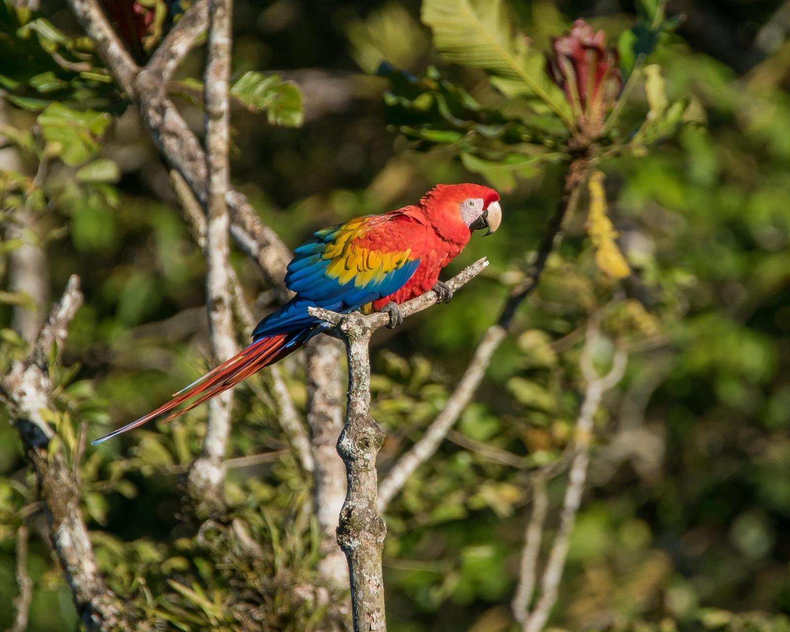 Scarlet Macaw Photo by Gerald Hoekstra