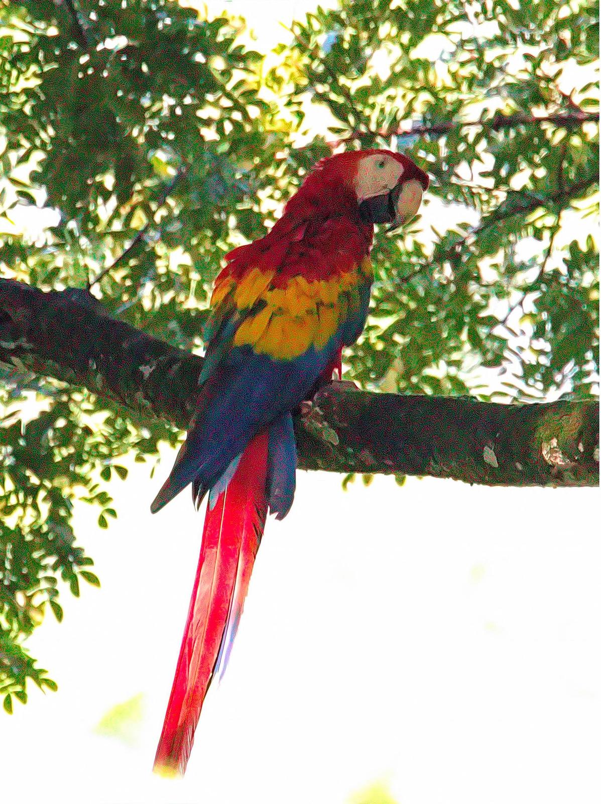 Scarlet Macaw Photo by Dan Tallman