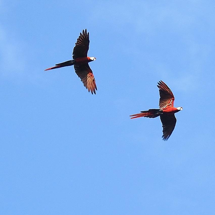 Scarlet Macaw Photo by Julio Delgado