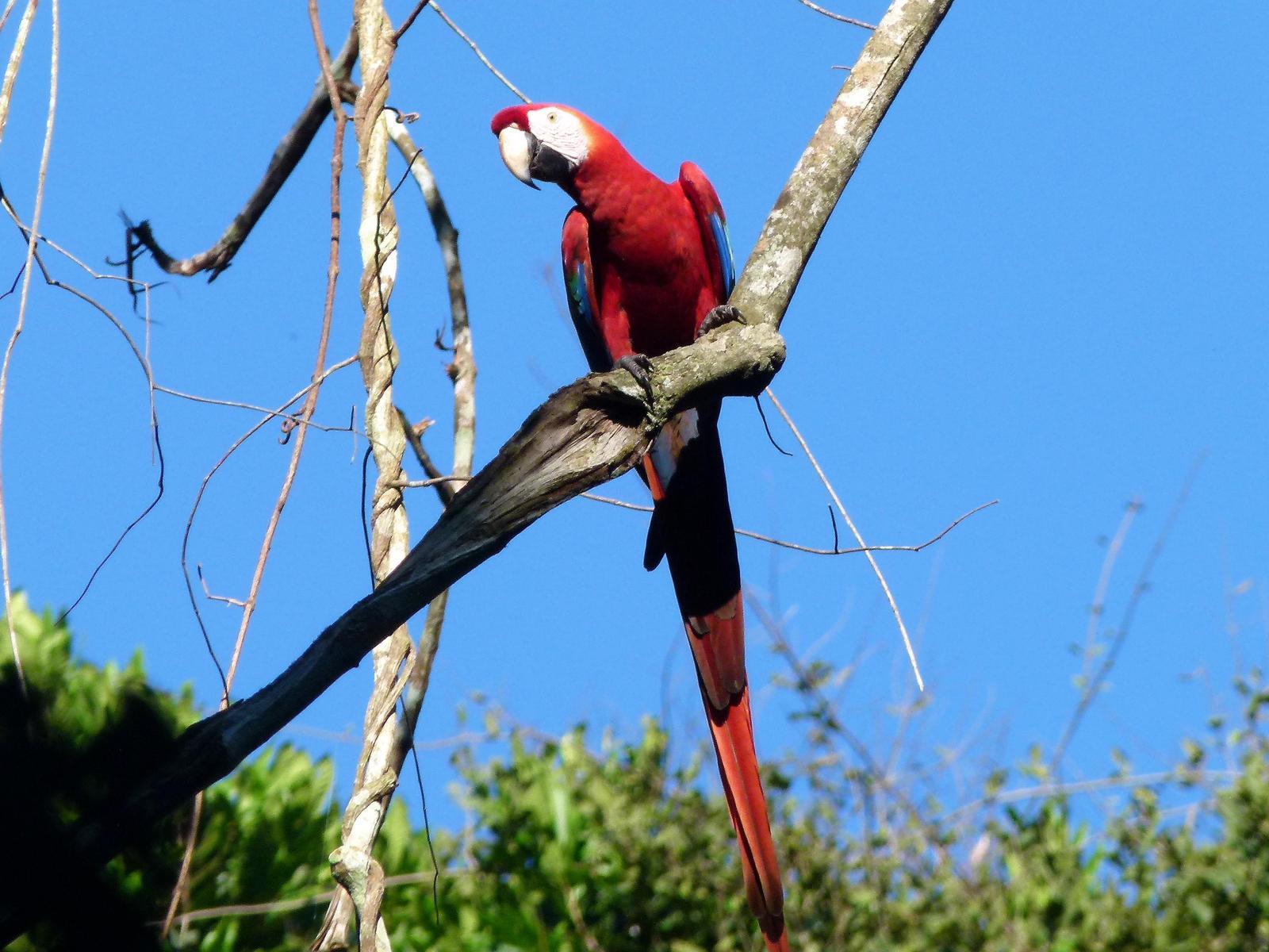 Scarlet Macaw Photo by Jacob Hall