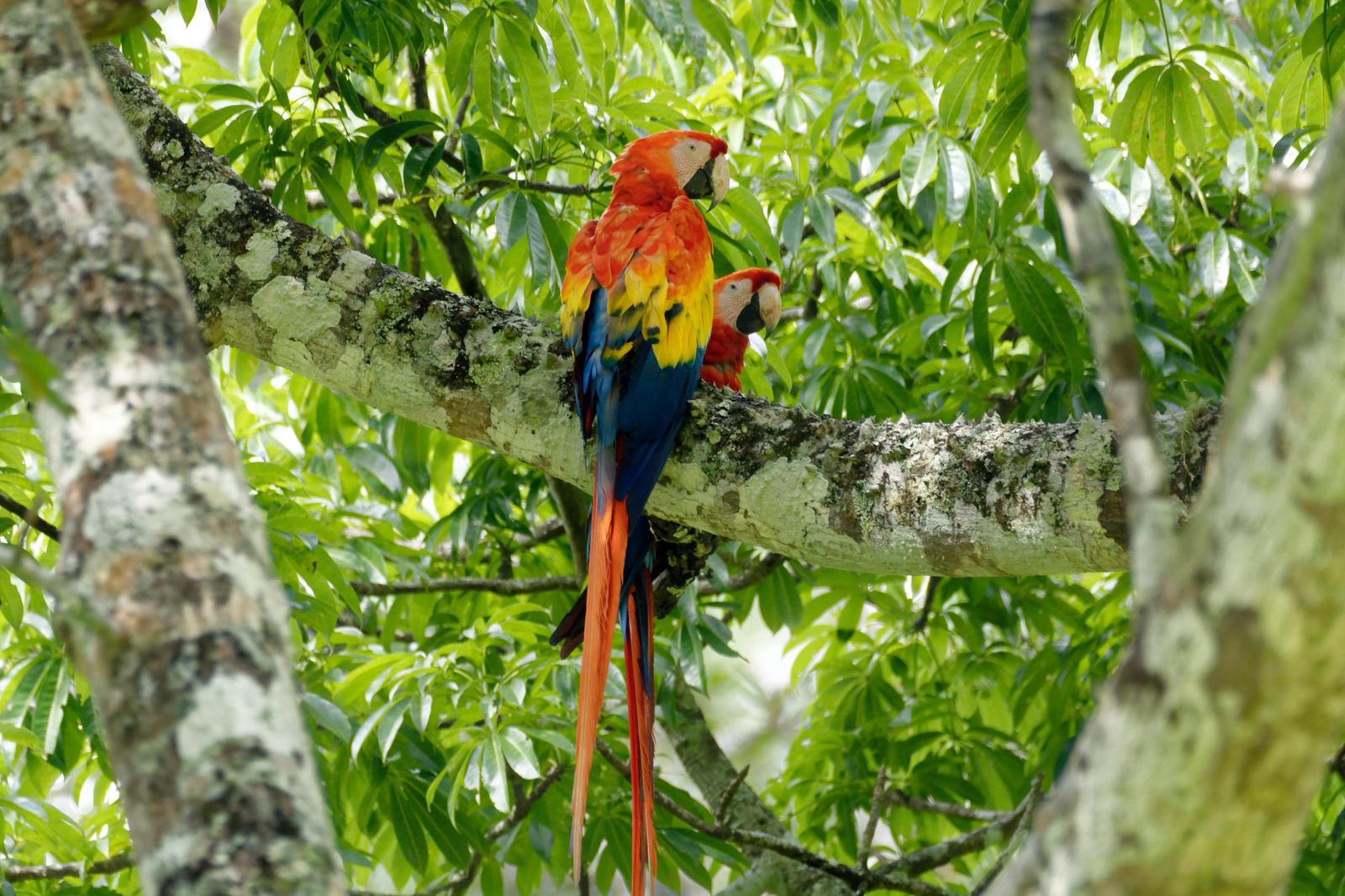 Scarlet Macaw Photo by Gustavo Fernandez