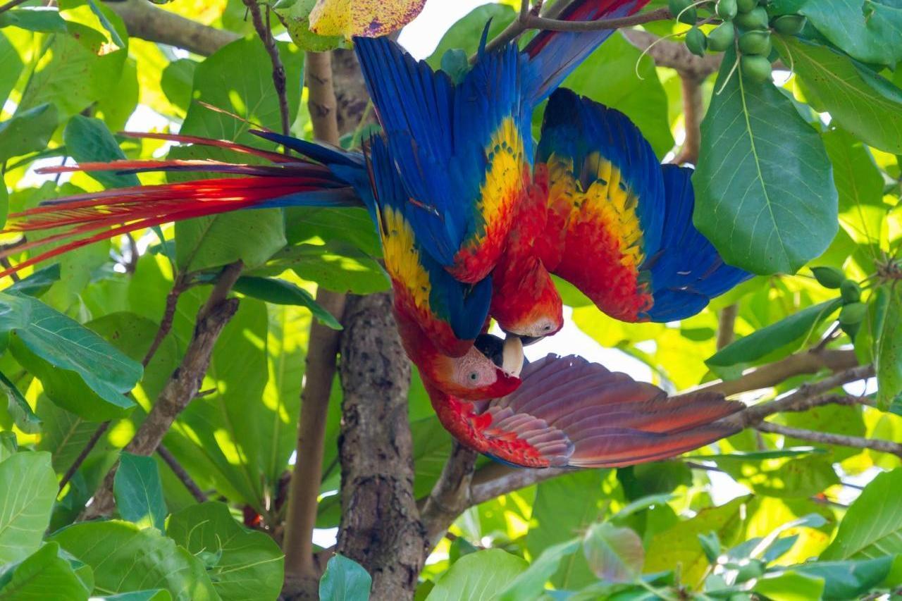 Scarlet Macaw Photo by Sekar Balasubramanian