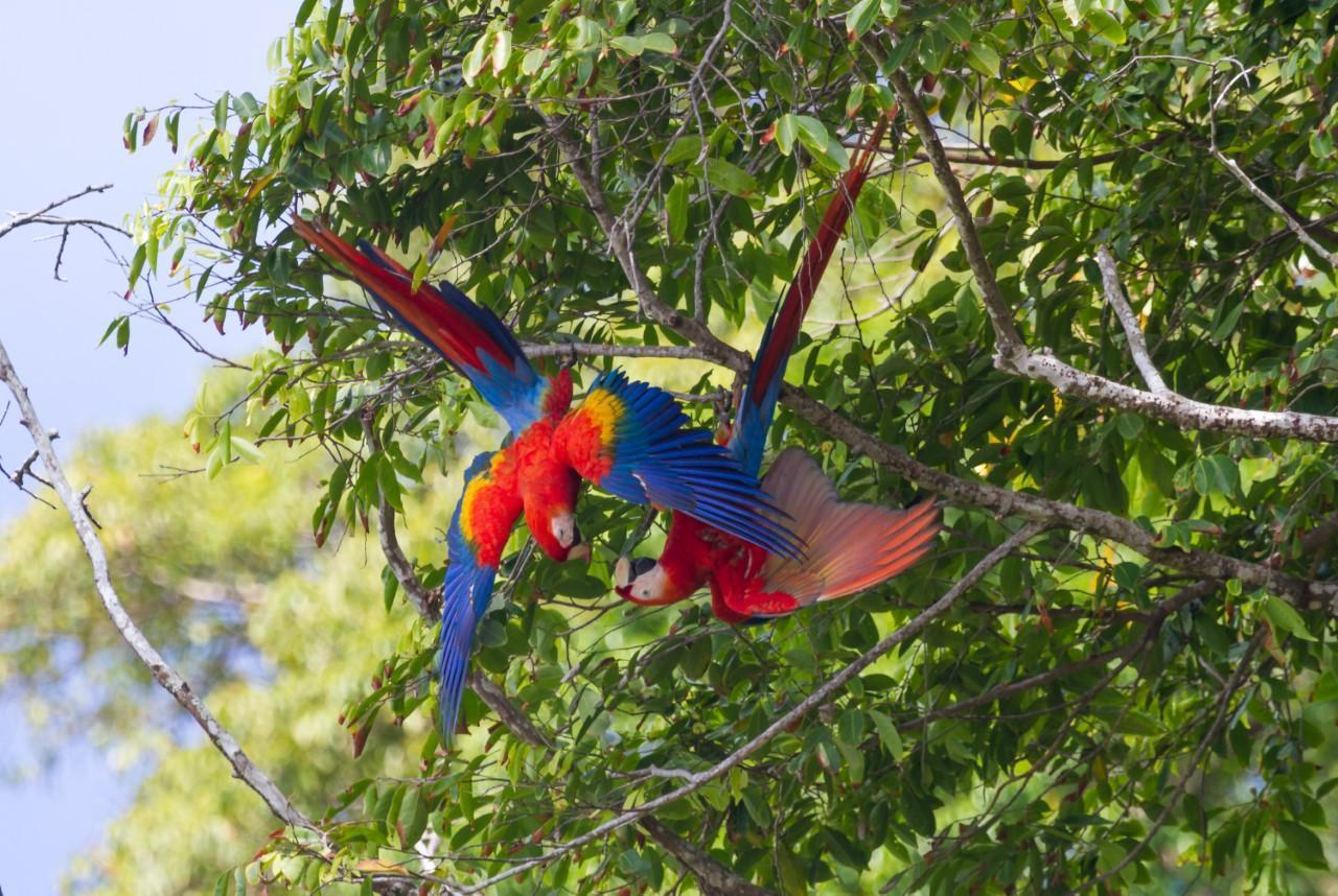 Scarlet Macaw Photo by Sekar Balasubramanian