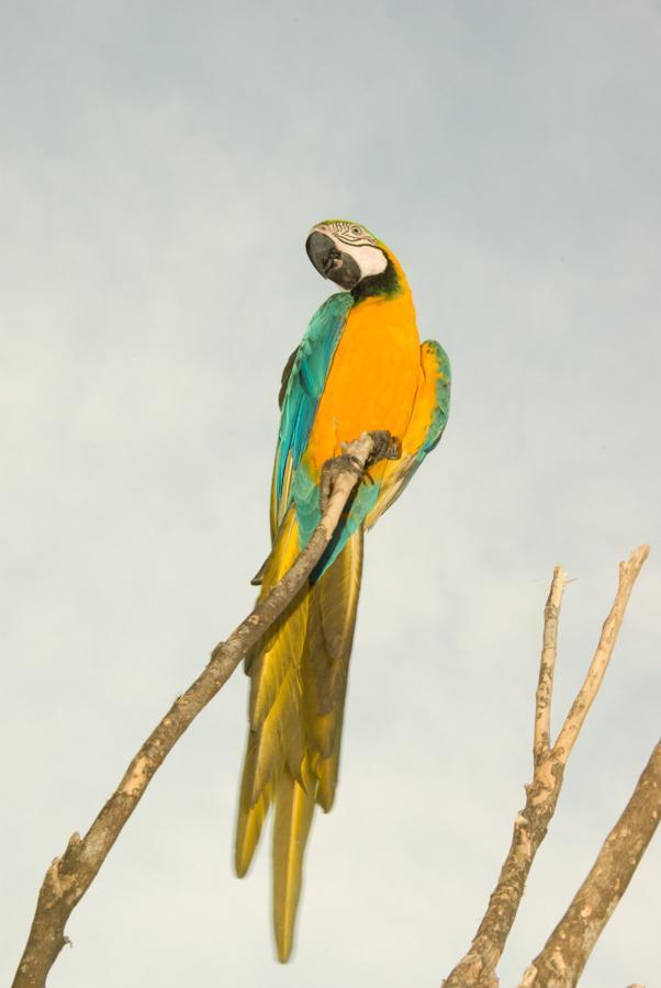 Blue-and-yellow Macaw Photo by Bejat McCracken