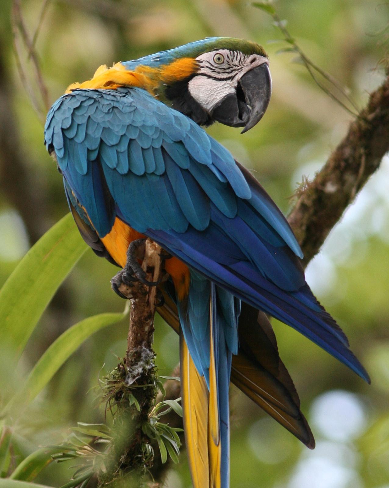 Blue-and-yellow Macaw Photo by Oscar Johnson