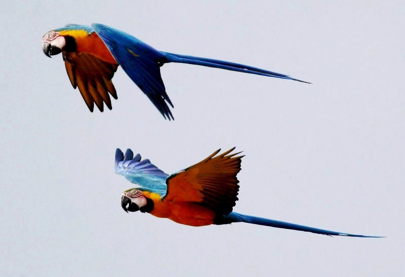 Blue-and-yellow Macaw Photo by Marie Z. Gardner