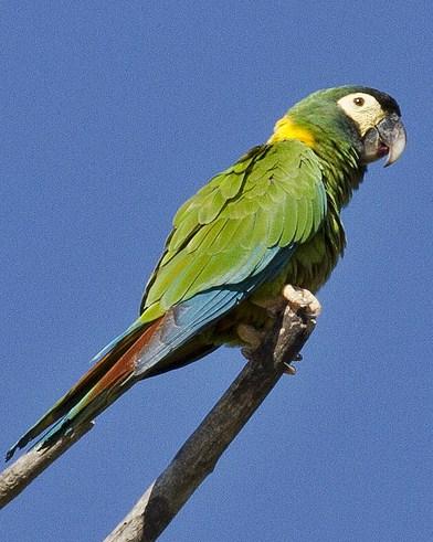 Yellow-collared Macaw Photo by John Oates