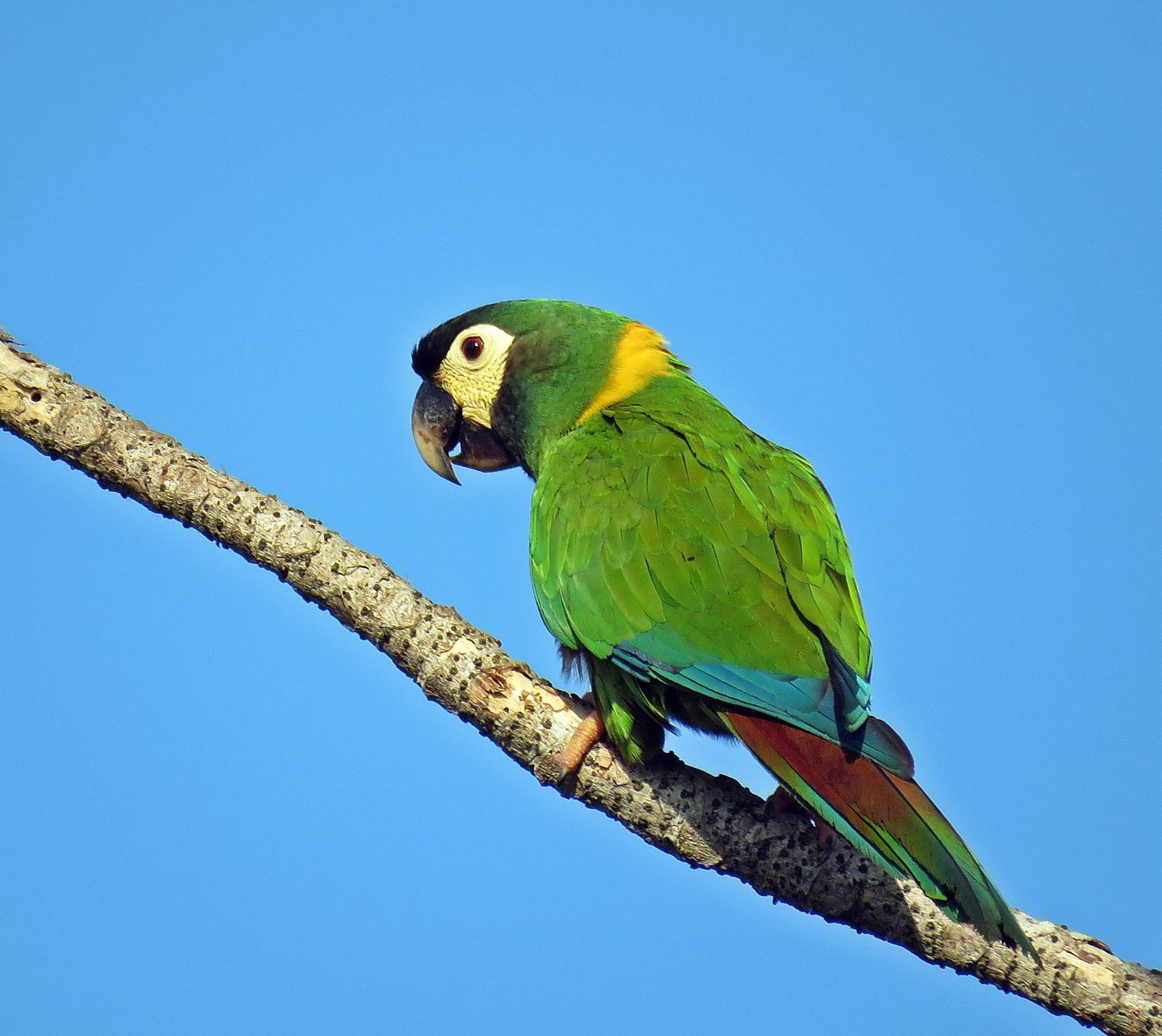 Yellow-collared Macaw Photo by Ken Burton