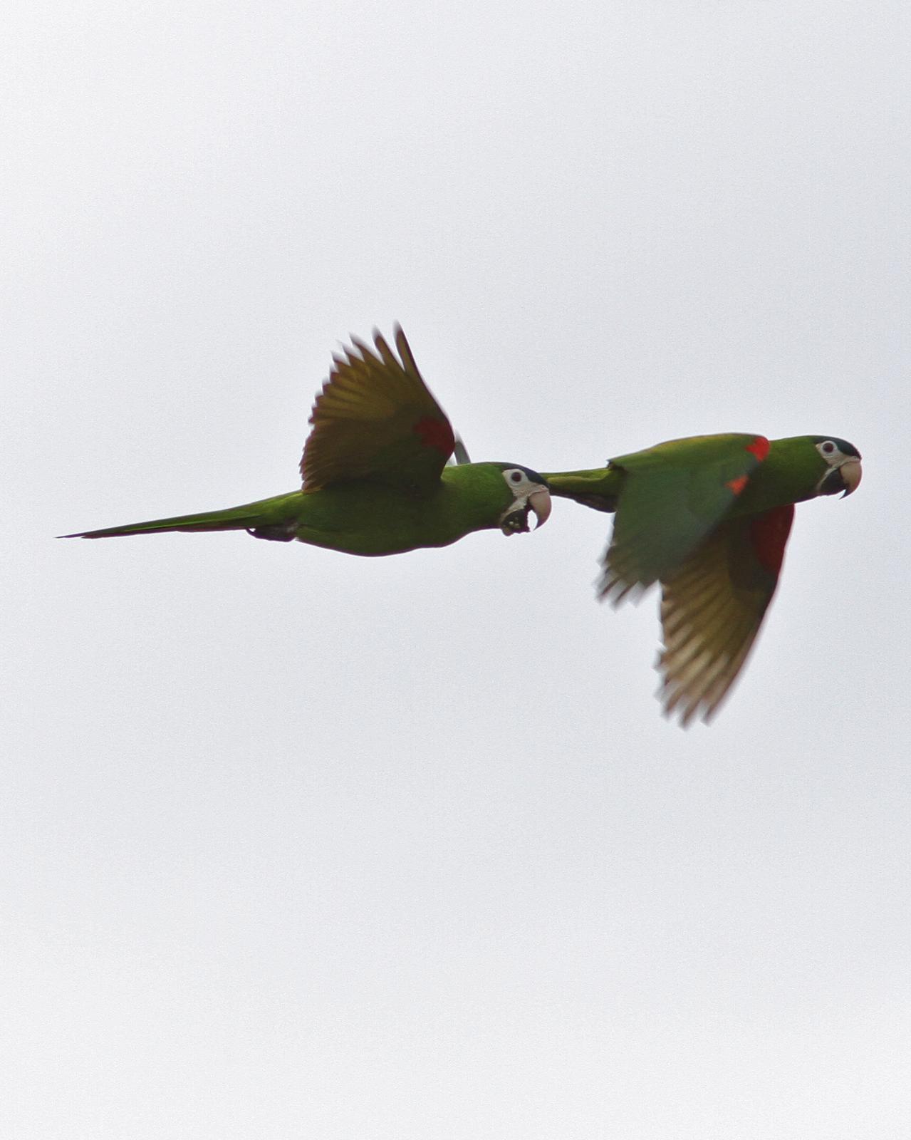 Red-shouldered Macaw Photo by Marcelo Padua