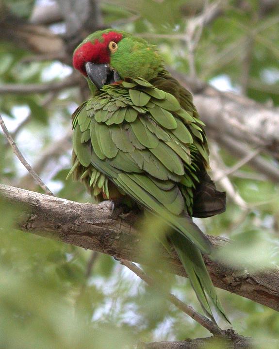 Thick-billed Parrot Photo by Christopher L. Wood
