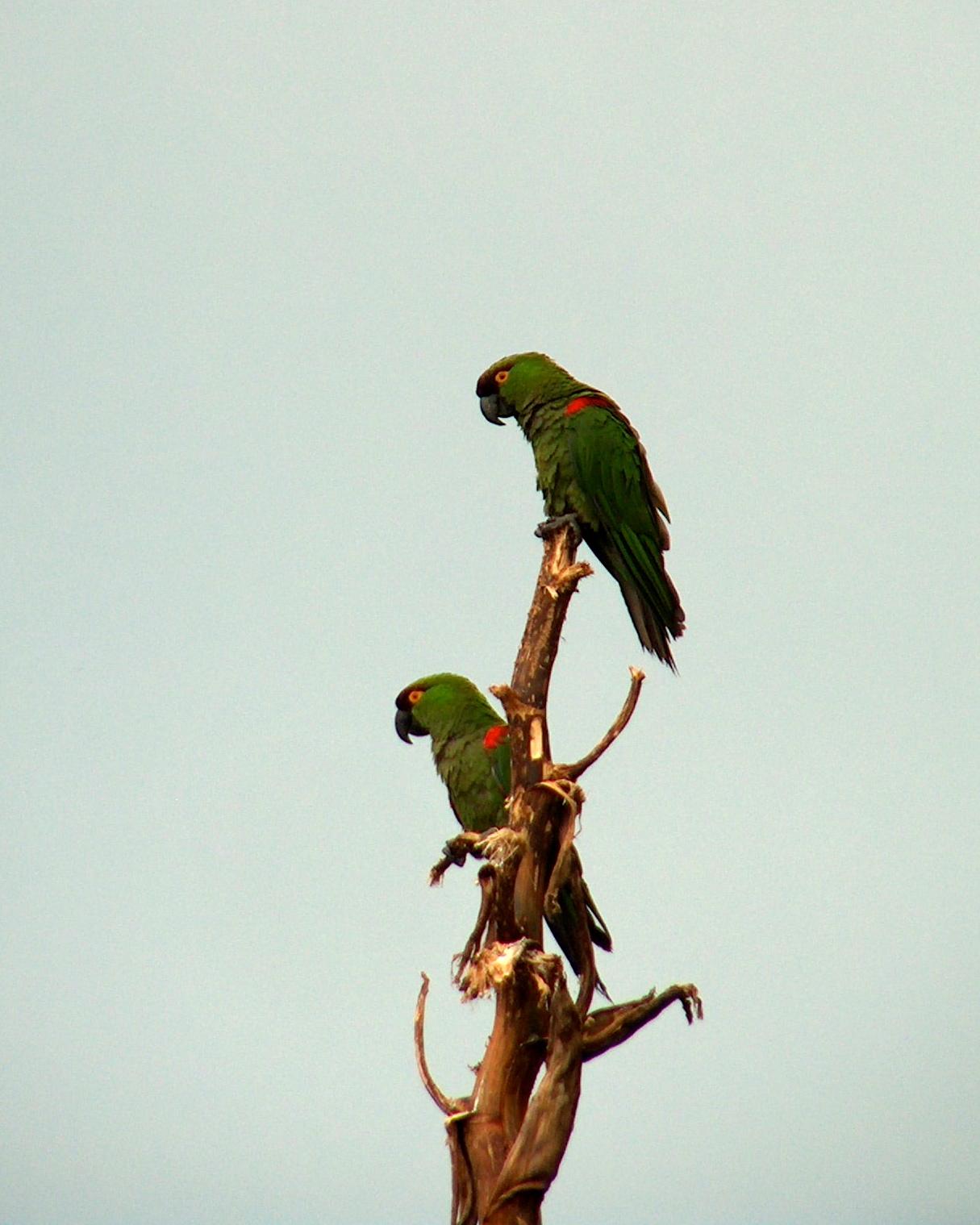 Maroon-fronted Parrot Photo by Alan H Kneidel