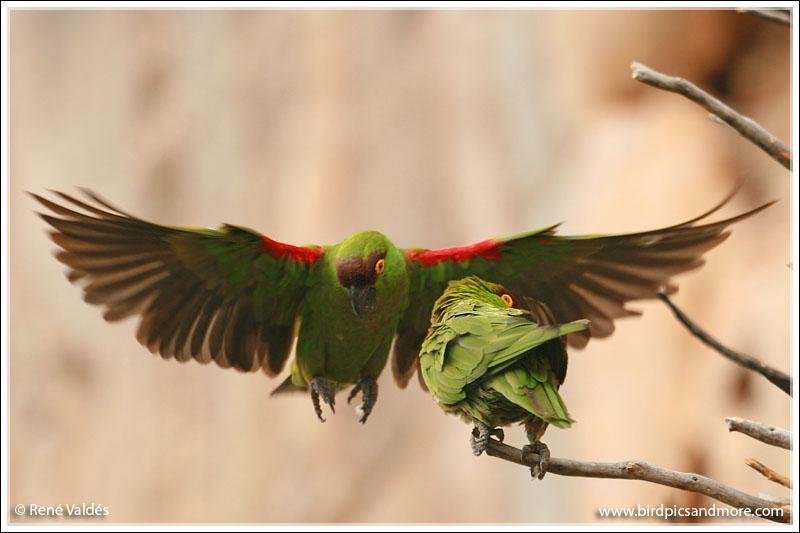 Maroon-fronted Parrot Photo by Rene Valdes