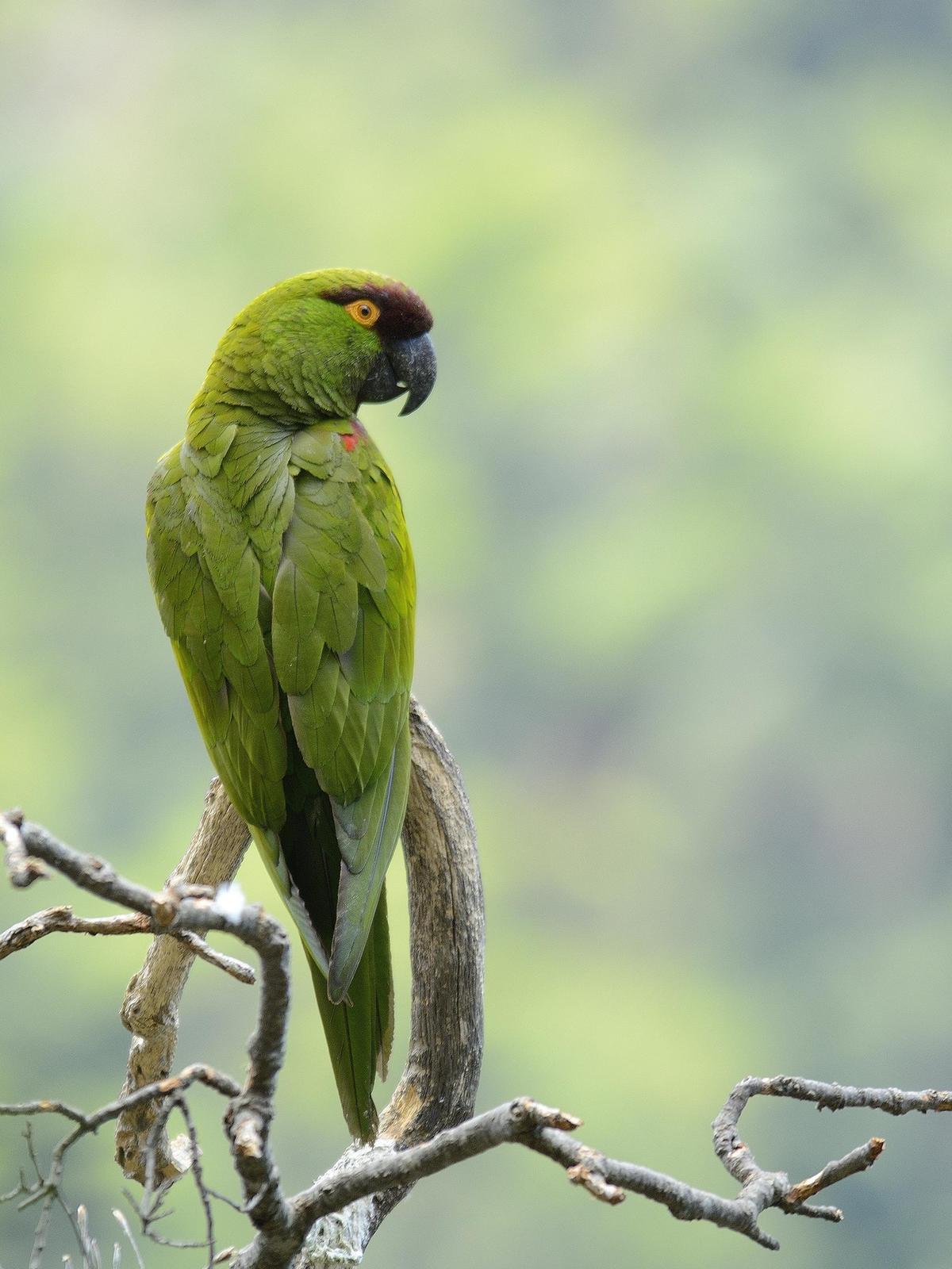 Maroon-fronted Parrot Photo by Andres Rios