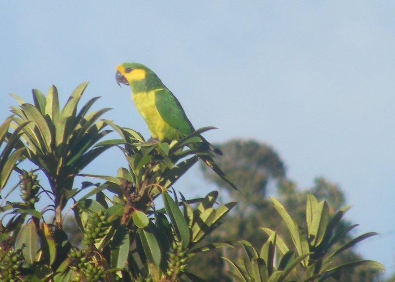 Yellow-eared Parrot Photo by Jeff Harding