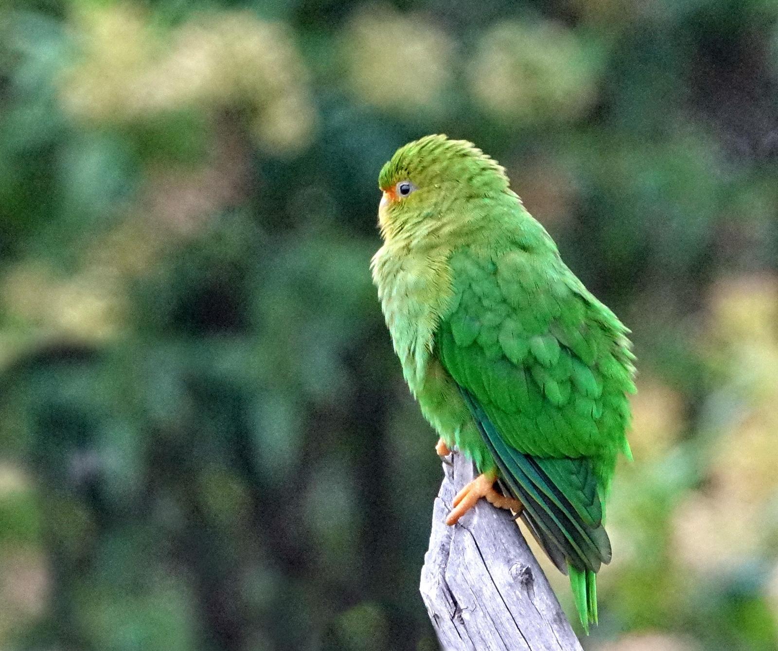 Rufous-fronted Parakeet Photo by Doug Swartz