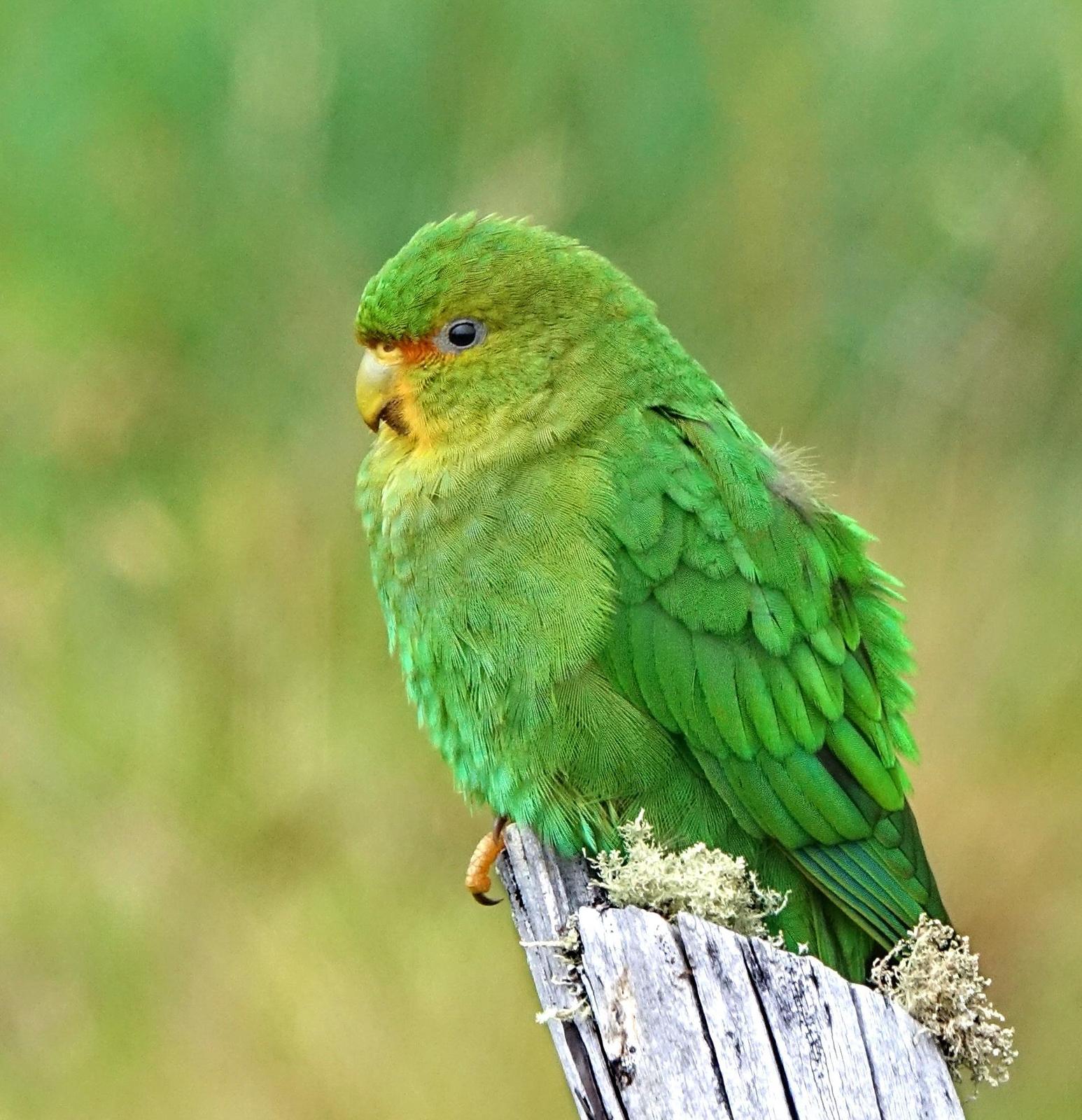 Rufous-fronted Parakeet Photo by Doug Swartz