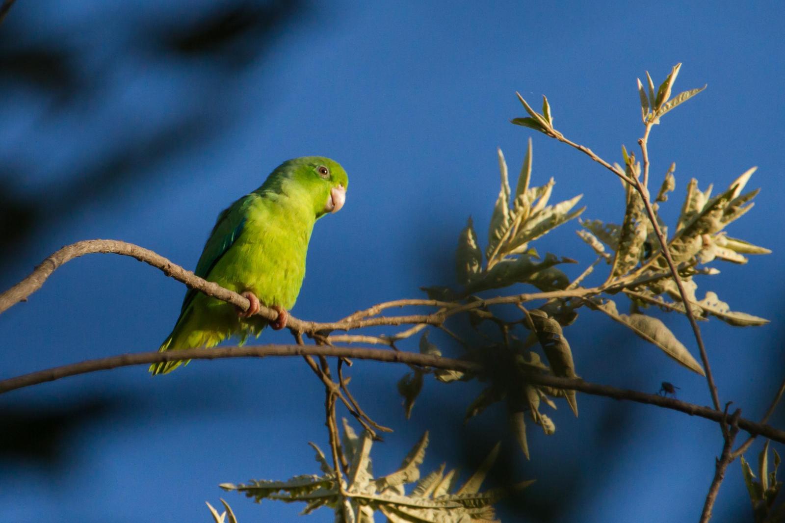 Green-rumped Parrotlet Photo by Zé Edu Camargo