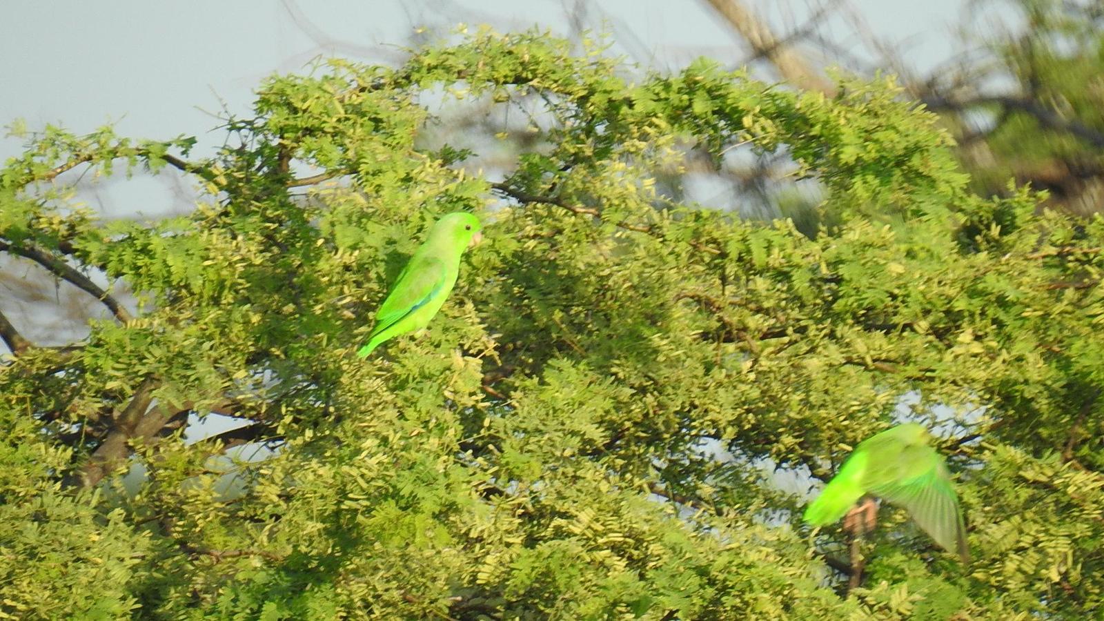 Green-rumped Parrotlet Photo by Julio Delgado