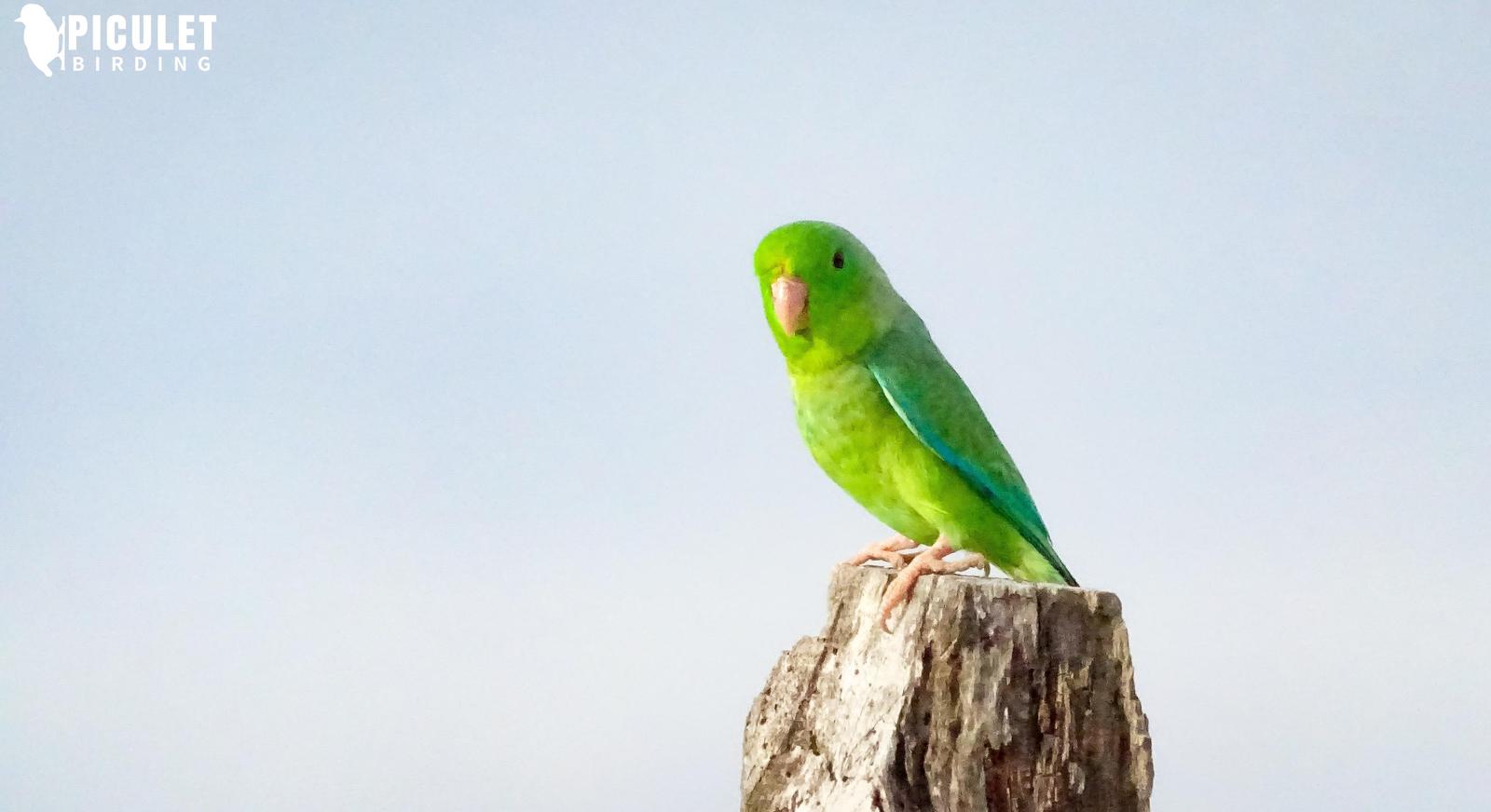 Green-rumped Parrotlet Photo by Julio Delgado