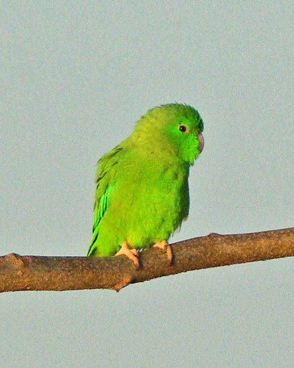 Green-rumped Parrotlet Photo by Robert Polkinghorn