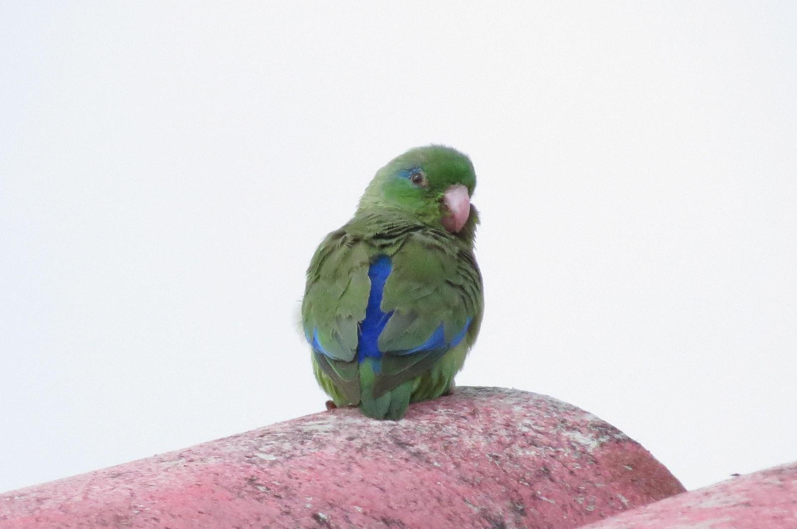 Spectacled Parrotlet Photo by Jeff Harding