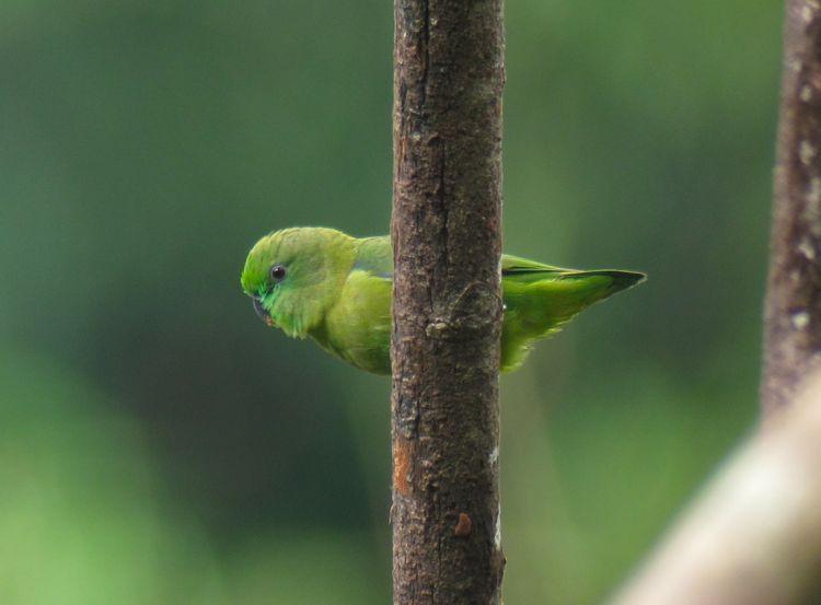 Dusky-billed Parrotlet Photo by Andre  Moncrieff