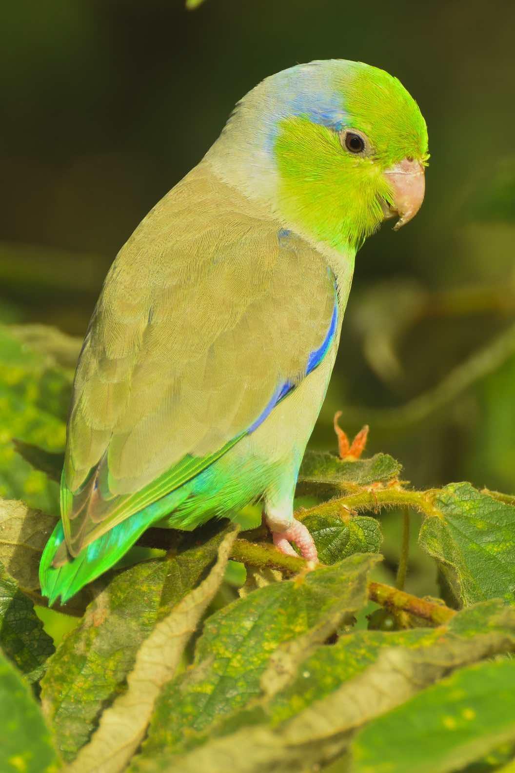 Pacific Parrotlet Photo by Andrew Pittman
