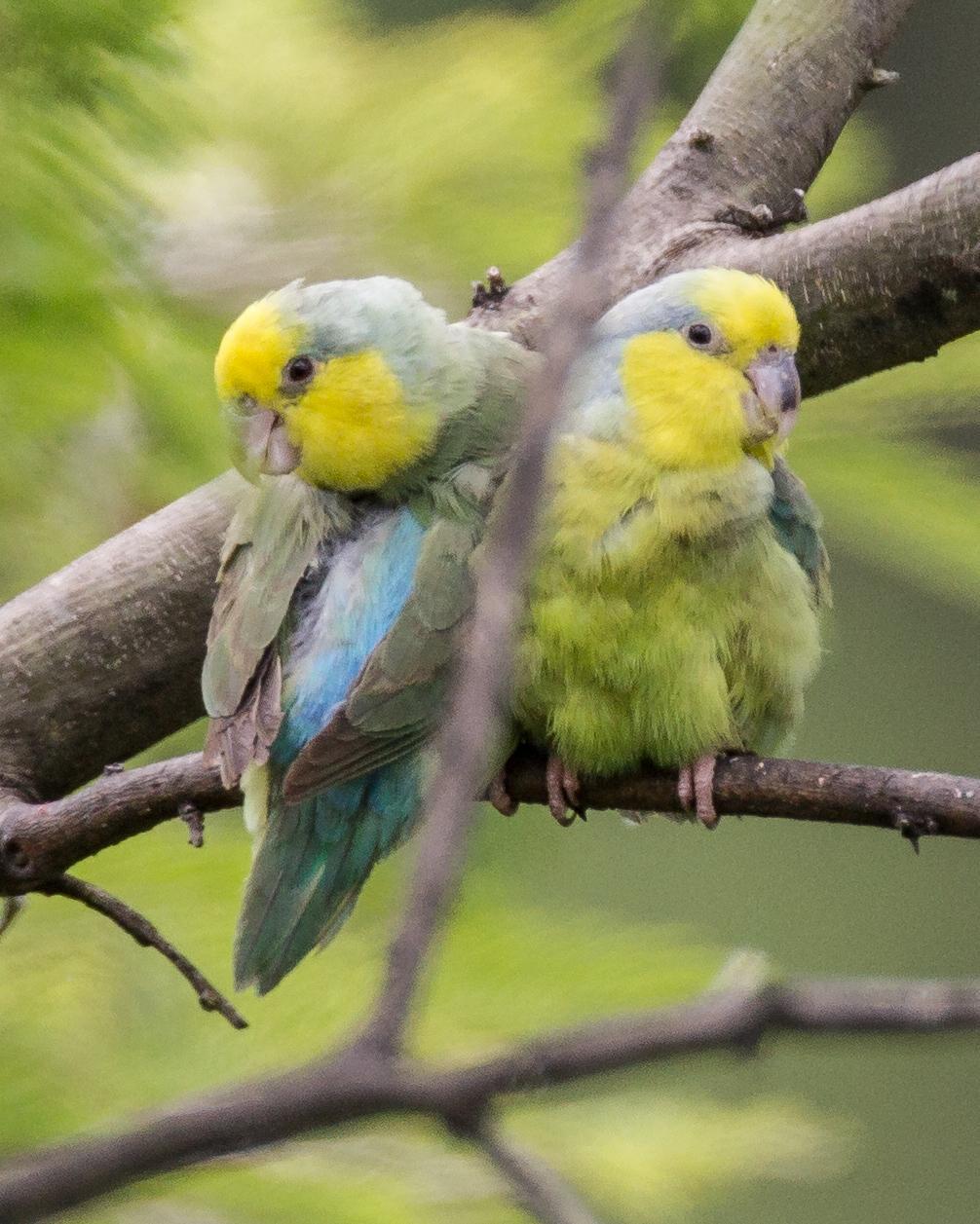 Yellow-faced Parrotlet Photo by Robert Lewis