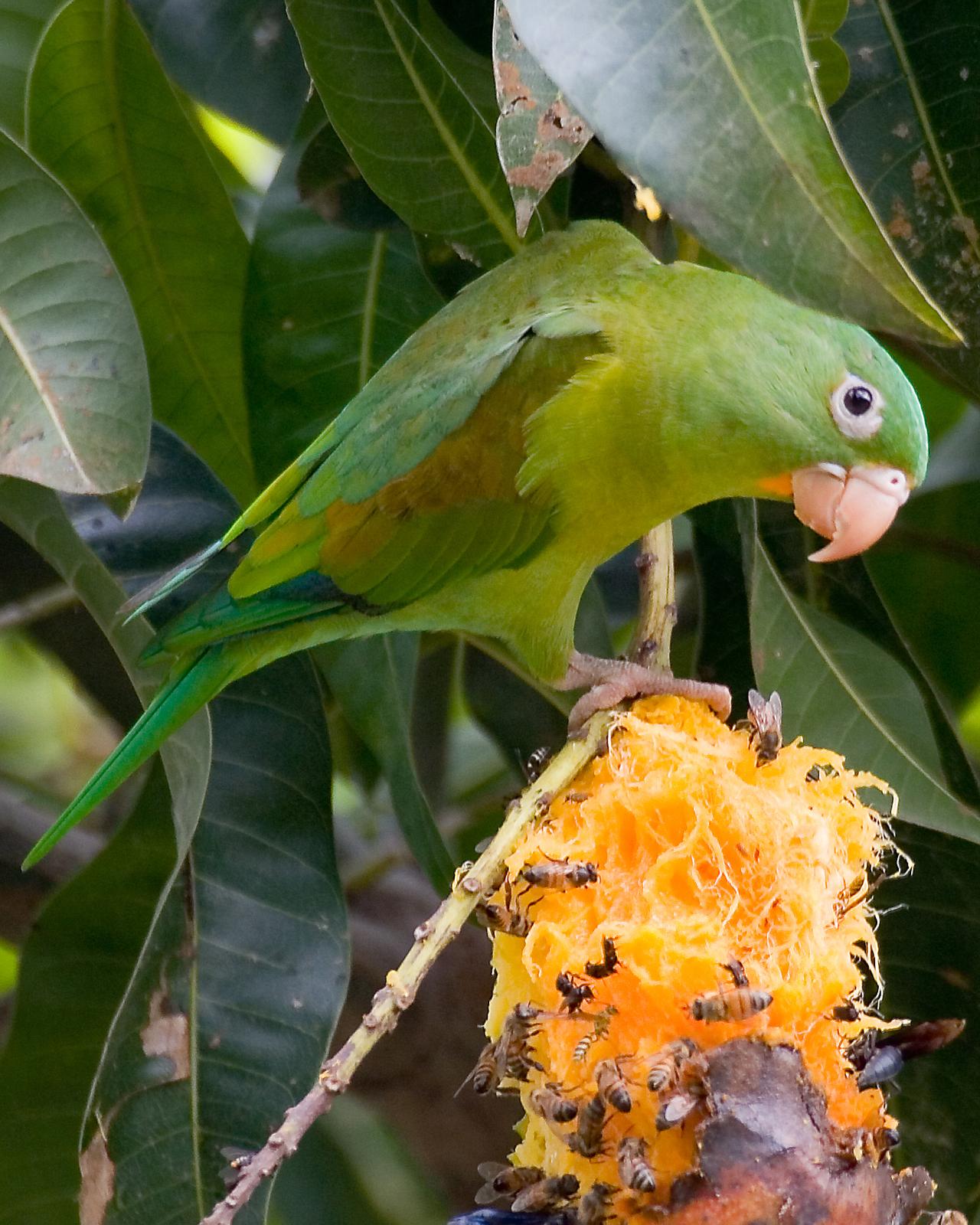 Orange-chinned Parakeet Photo by Matthew P. Alexander