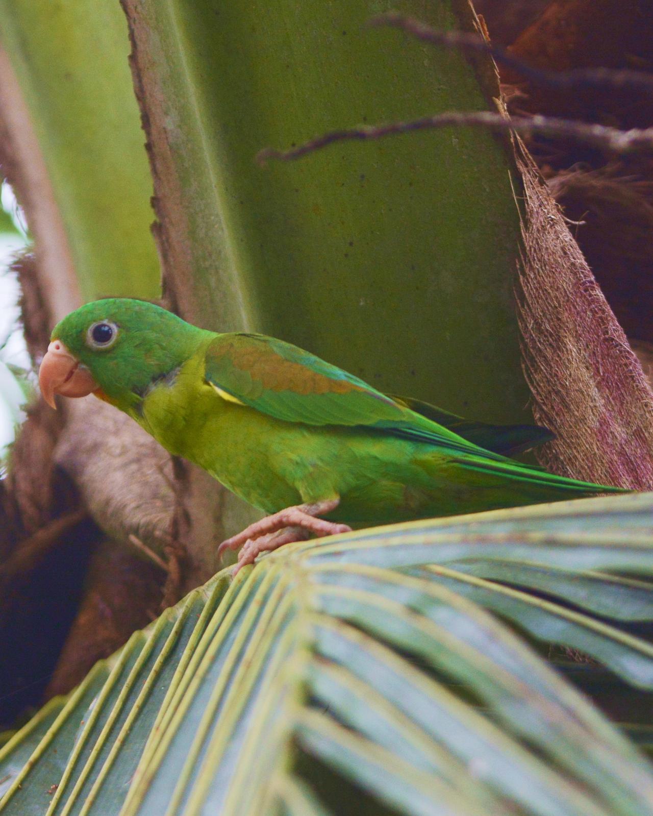 Orange-chinned Parakeet Photo by David Hollie