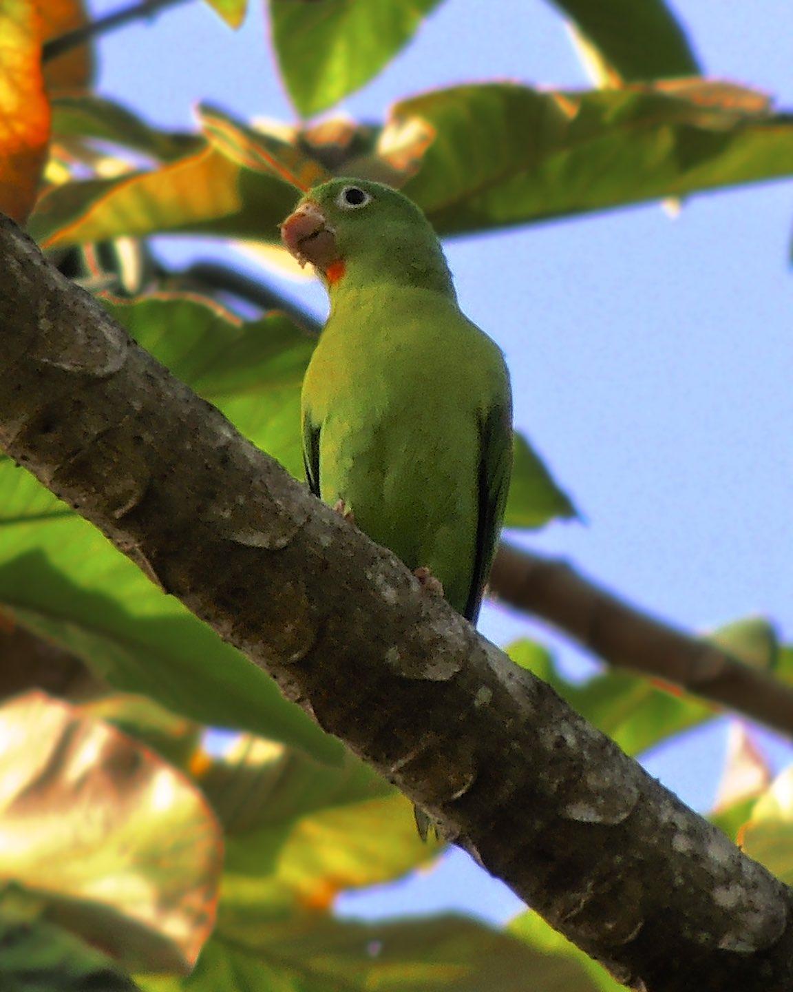 Orange-chinned Parakeet Photo by Andres Duarte
