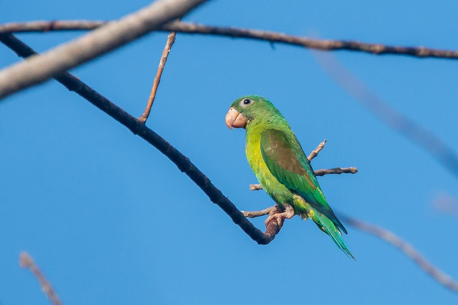 Orange-chinned Parakeet Photo by Gerald Hoekstra