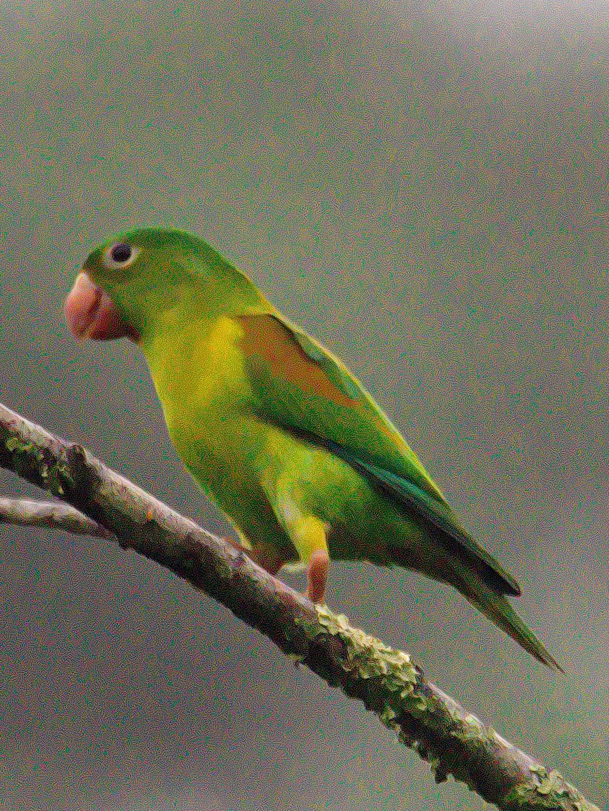 Orange-chinned Parakeet Photo by Dan Tallman