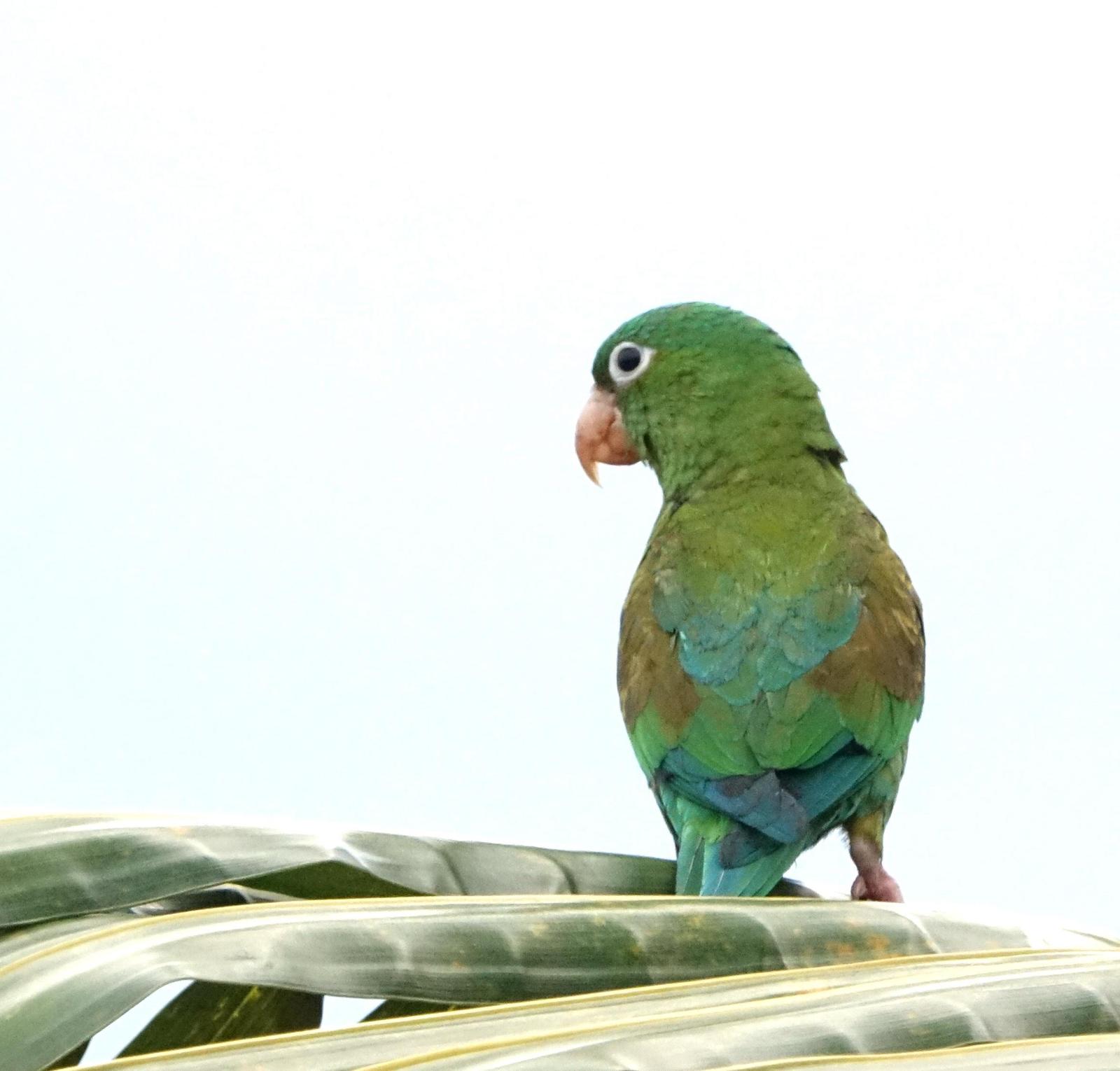 Orange-chinned Parakeet Photo by Doug Swartz