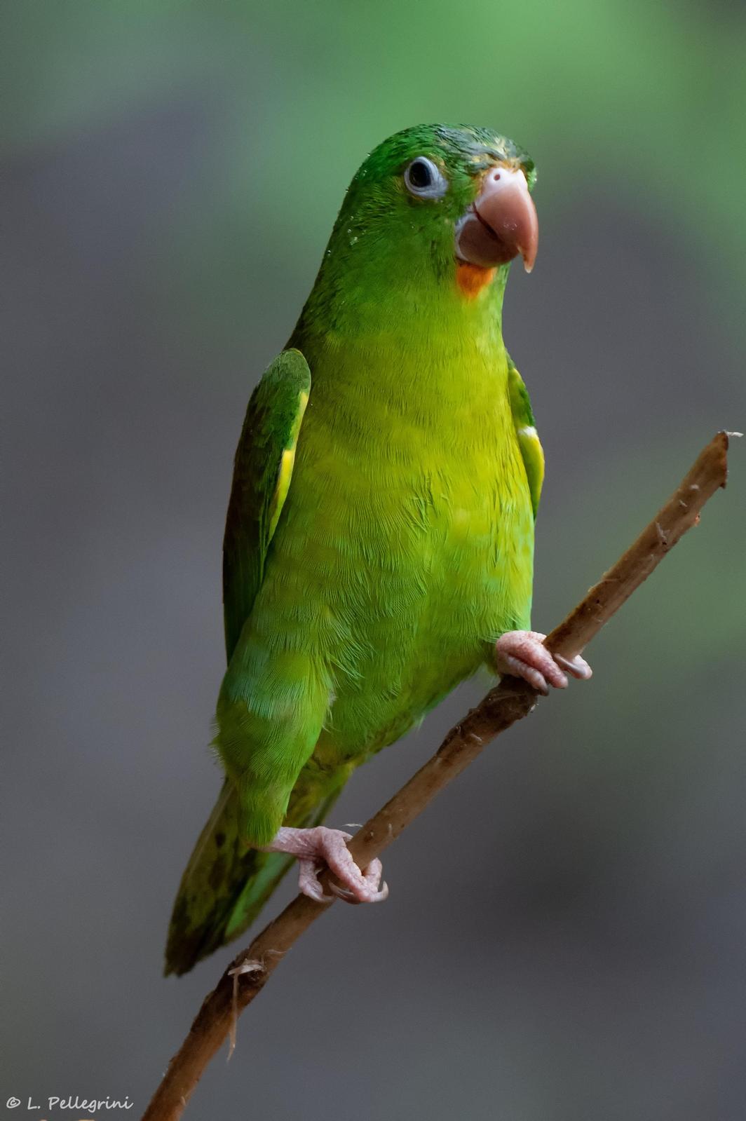Orange-chinned Parakeet Photo by Laurence Pellegrini