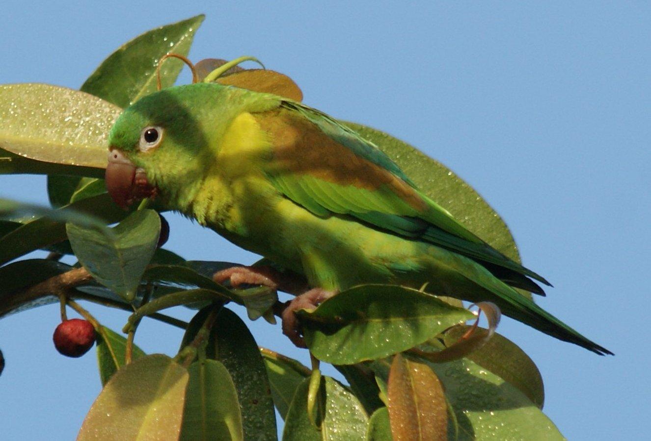 Orange-chinned Parakeet Photo by Robin Oxley